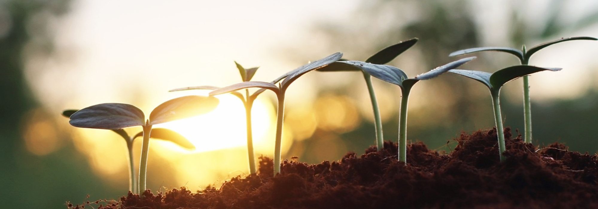 Thrive CE Academy Trust Header